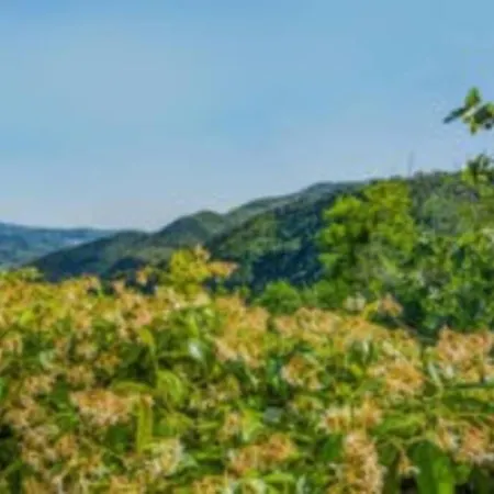 Il Castagneto Holiday home *